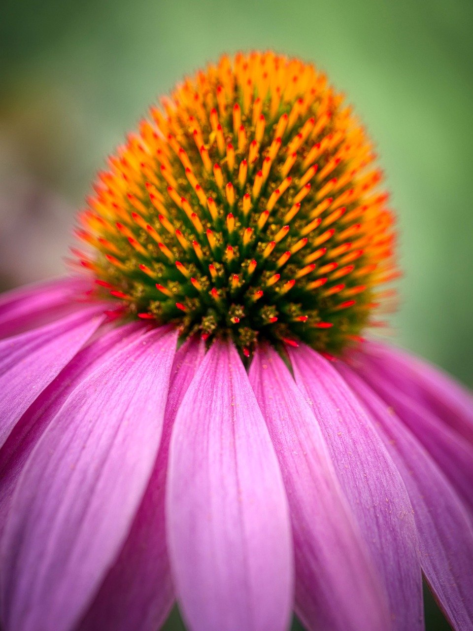 Echinacea purpurea