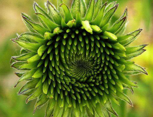 Echinacea o Colostro? Tradizione e Scienza per il Supporto del Sistema Immunitario negli Animali